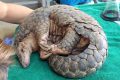 Le gouvernement vient décider du retrait du marché et d’interdire la vente de la viande du pangolin sur l’ensemble du territoire pour lutter contre le Covid-19. © D.R.