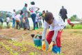 Le ministère de l’Agriculture lance le programme «Gabon Famille Verte», qui encourage la pratique du maraichage et jardinage en famille. © D.R.