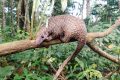 Selon Conservation Justice, la commerce de la viande de pangolin a chuté au Gabon depuis l’avènement du coronavirus. © Parc de Lekedi