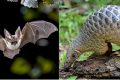 Le Gabon interdit la chasse, la capture, la détention, la commercialisation, le transport et la consommation des pangolins et des chauves-souris, en vue de prémunir les populations gabonaises contre la transmission du Covid-19. © D.R.