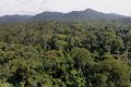 Les forêts tropicales humides du Bassin du Congo sont beaucoup plus résilientes que celles de l’Amazonie face au réchauffement de la terre. © D.R.