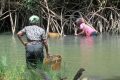 La destruction de la mangrove d'Idolo, un village situé dans la commune d'Akanda au nord de Libreville, fait disparaitre, au plan culturel, tout un mode de vie avec ses savoirs, savoir-faire et sa manière d’être. (Scène de pêche traditionnelle). © humangle.ng