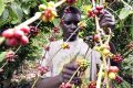 La Caistab veut davantage intéresser les jeunes à la filière café-cacao. © D.R.