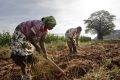 La terre, un moteur clé de la prospérité économique. © D.R.