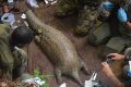 Le plus grand pangolin du monde enregistré jusqu'à présent, baptisé « Ghost », avec 1,72 m et 38 kg, a été capturé dans le parc national de Lopé-Okanda. © ANPN