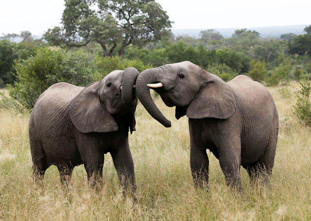 Braconnage : 1/3 des éléphants abattus au Gabon ces 15 dernières