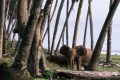 3 milliards vont être investis dans le parc national de Loango, l’un des seuls endroits au monde où on peut voir des grands animaux, tel que les éléphants, sur la plage, et quelquefois dans l’océan. © Jean Albert Aufrere