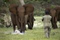 La Gabon va procéder cette année au recensement de sa population d’éléphants. © Gabonreview/Shutterstock