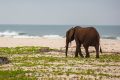 Les plages du parc national de Loango sont une nouvelle fois en proie à la pollution pétrolière. © D.R.