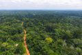 Les forêts gabonaises absorbent près de 100 millions de tonnes de CO2 par an. © D.R.