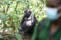 Le parc national de Loango a repris l’activité d’observation des gorilles par les touristes, suspendue depuis deux ans à cause de la crise sanitaire. © D.R.