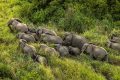 Les éléphants dictent leur loi dans la zone d’Eyamagoula, sur la route de Medouneu. © apanews.net