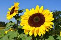 Grâce à Tami Jardin, il sera désormais possible de cultiver des fruits et fleurs ne poussant pas au Gabon, en l’occurrence les fleurs de tournesol. © bing.com