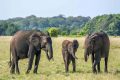 Un éléphant dans le parc national de Loango. © OceanWP