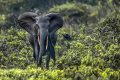 Un éléphant dans le parc national de Moukalaba-Doudou. © OceanWP