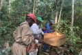 Au Gabon, l’ONG CJ travaille avec les communautés villageoises pour la présrvation des abeilles. © D.R.