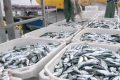 Débarquement de 60 tonnes de poissons au port d’Owendo. © GabonReview (Capture d’écran)