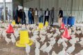 Raymond Nong Sima et ses collègues dans un poulailler de la ferme agricole de Ntoum. © Com. Primature