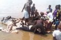 Les populations dépeçant les restes de l’éléphant trouvé sur le fleuve Ogooué à Lambaréné. © AGPGabon