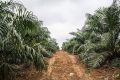 Vue d'une plantation d'Olam Palm au sud du Gabon. © D.R.