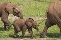 African Forest elephant (Loxodonta africana cyclotis) calf with family visiting Dzanga Bai, Dzanga-Ndoki National Park, Central African Republic