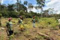 Blessings of the Forest joue un rôle clé dans la préservation et la valorisation de l'iboga. L’ONG en a domestiqué près de 55 000 plants, un effort majeur pour assurer la conservation de cette espèce endémique menacée par la surexploitation et la déforestation. © D.R.