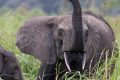 Au Gabon, l'exaspération monte dans les villages confrontés à des incursions répétées d'éléphants de forêt détruisant leurs cultures et menaçant leur sécurité. © D.R.