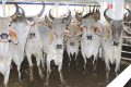 Vue des bœufs brésiliens avant leur débarquement, désormais en pâturage dans le ranch de Ndendé. © GabonReview